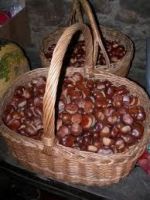 prodaja-kesten-eko-uzgoj