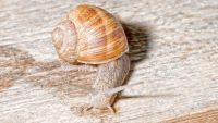helix-pomatia-eko-uzgoj
